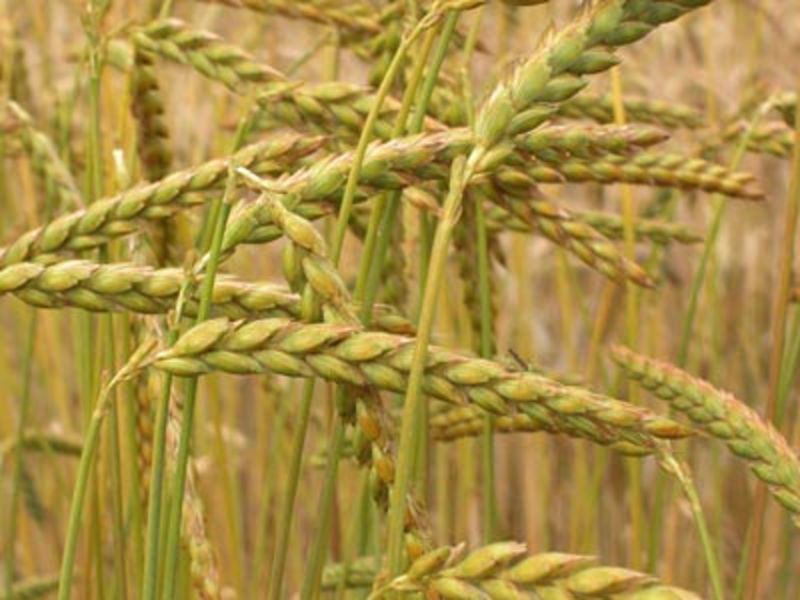 Epeautre semi-complète – Image 2